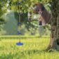 A blue rope hanging from a tree in a grassy area.