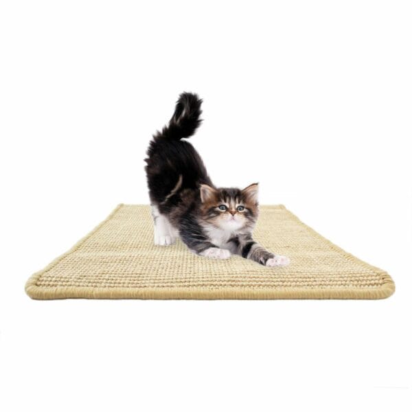 A cat on a rug.