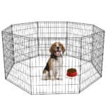 A dog in a cage.