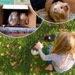 Guinea pigs and guinea pigs in a cage.