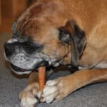 A dog biting a bone.