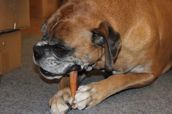 A dog biting a bone.